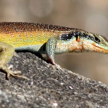 Head of Primary’s Blog September 2022